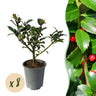 Ilex Blue maid