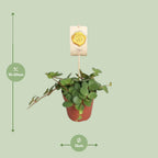Detailfoto van Peperomia Hope