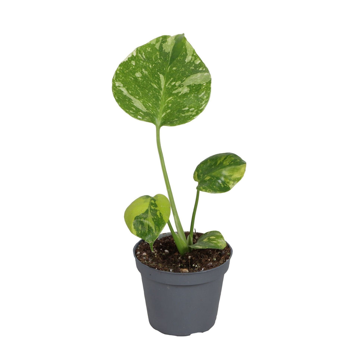 Monstera deliciosa 'Electro Light', gatenplant, babyplant, plant in pot