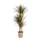 Dracaena Marginata Magenta, plant in pot