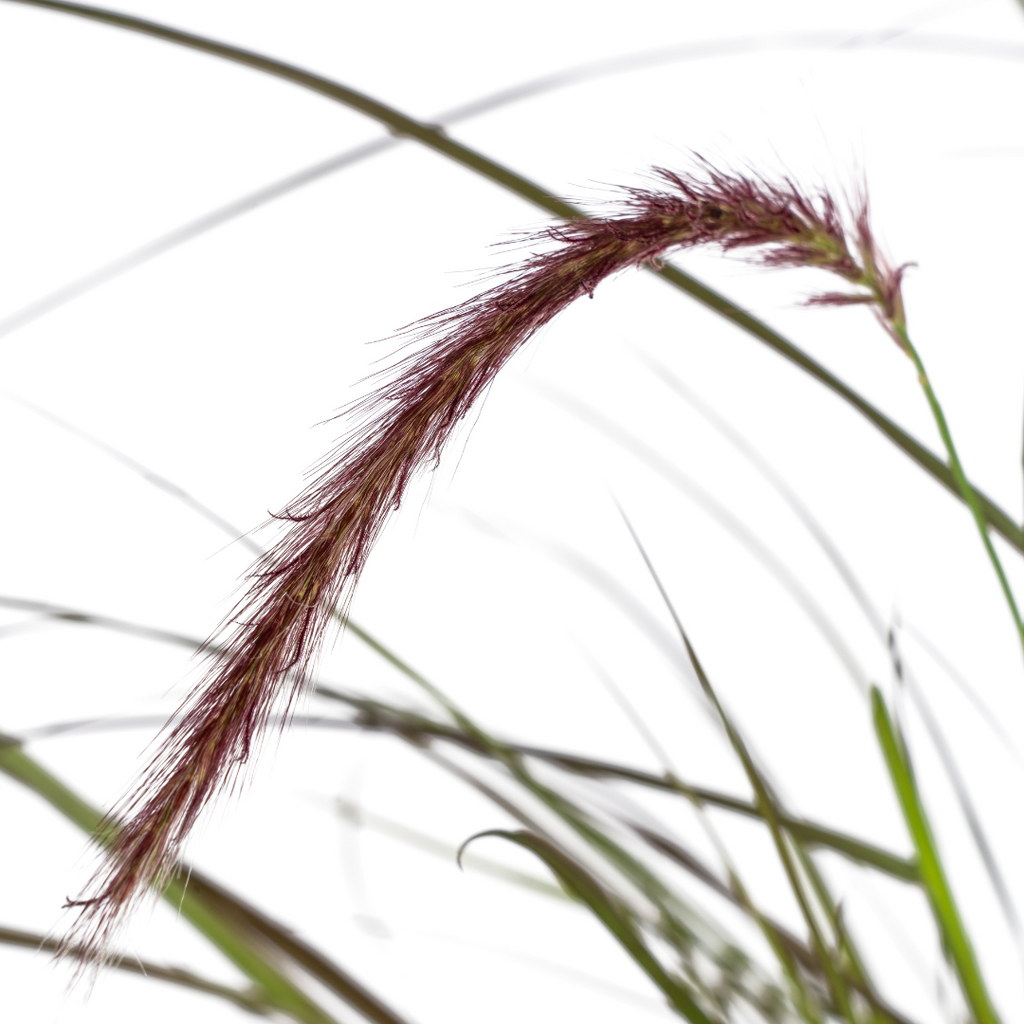 4x Pennisetum x advena Rubrum, detail van het blad