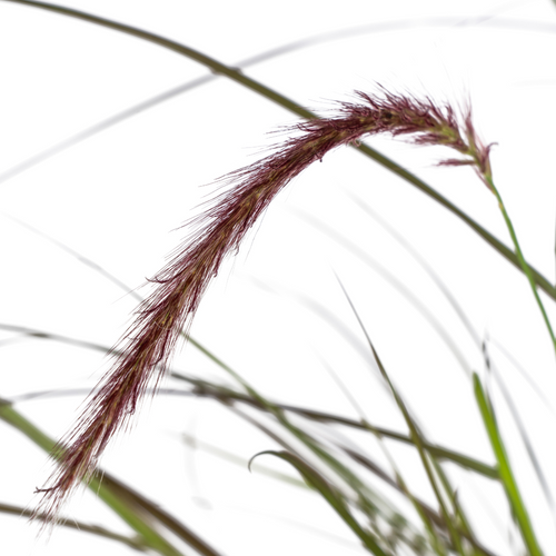 4x Pennisetum x advena Rubrum, detail van het blad