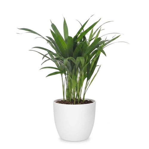 Areca Lutescens - Goudpalm met witte pot, detail van het blad