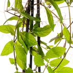 4x Cobea Scandens Violet Blue, kenmerkend blad