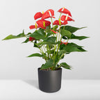 Detailfoto van Anthurium rood, kamerplant met glanzende bloemen, 55 cm hoog
