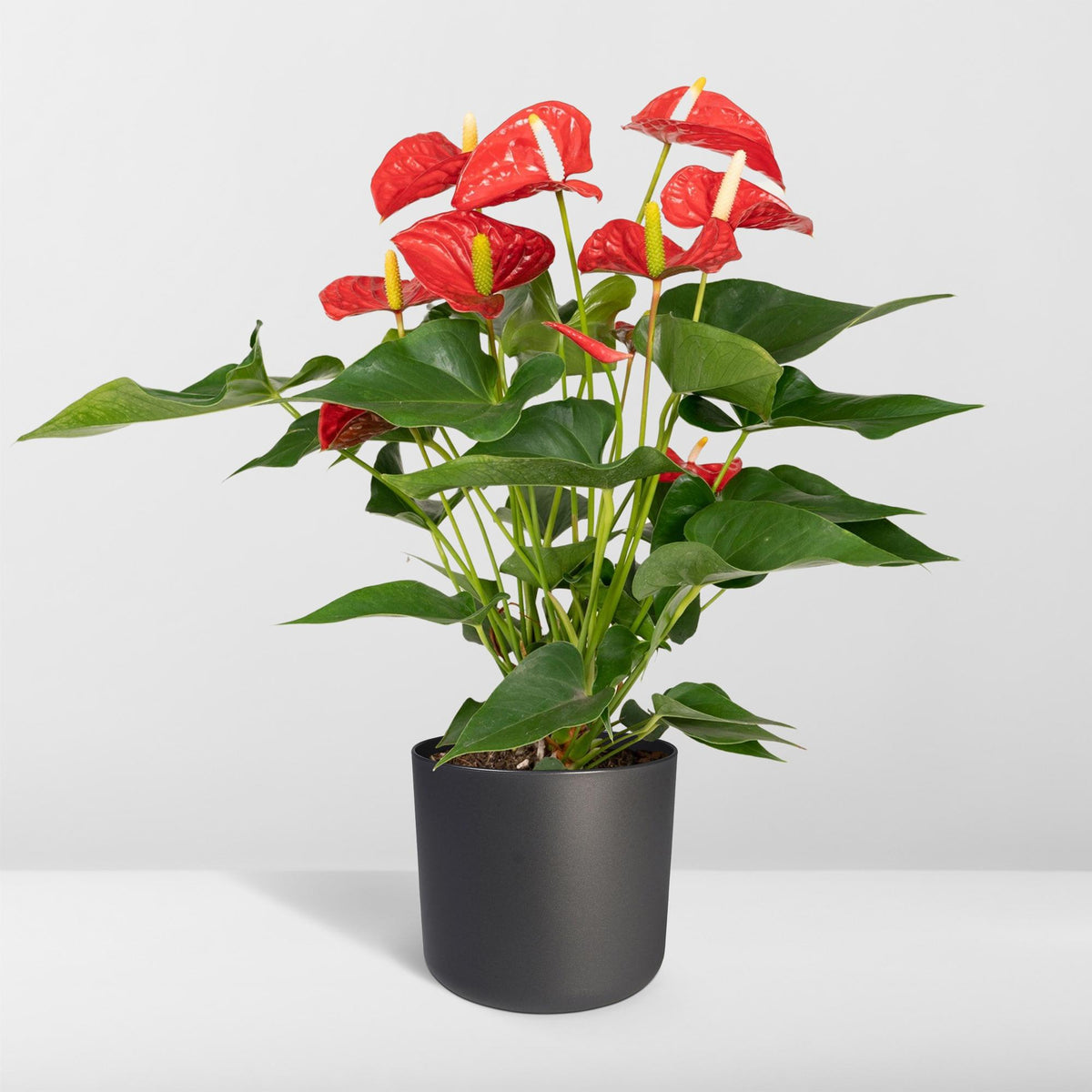 Detailfoto van Anthurium rood, kamerplant met glanzende bloemen, 55 cm hoog