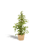 Detailfoto van Ficus benjamina Goldenking