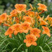 Daglelie Mauna Loa, met oranje bloemen (3x)