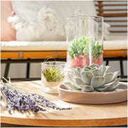 ROOTLESS Succulent Echeveria Lilacina in schaal &