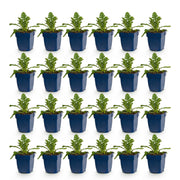 Duifkruid Duo, 24x met paarse en roze bloemen