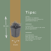 Armeria m. &