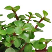 Portulacaria afra - in witte pot