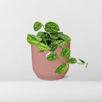 Detailfoto van Scindapsus Pictus ‘Argyraeus’ in ELHO Vibes Fold 14cm roze