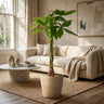 Pachira Aquatica met Zeegras mand naturel
