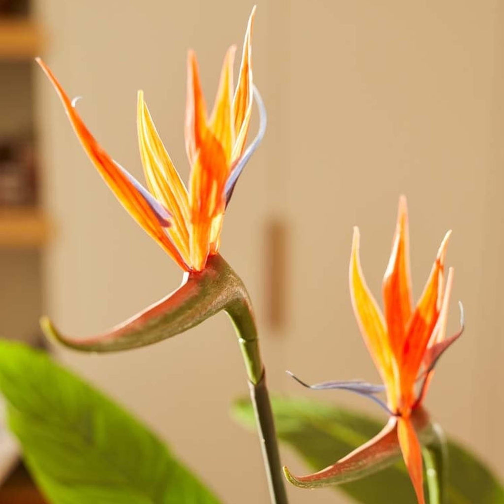 Strelitzia met bloemen, groene bladeren