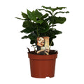 Productfoto van Coffea Arabica