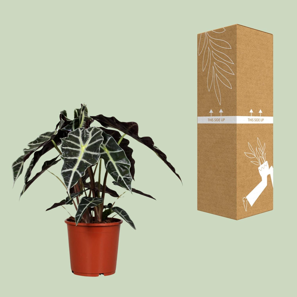 Alocasia Polly, kenmerkend blad