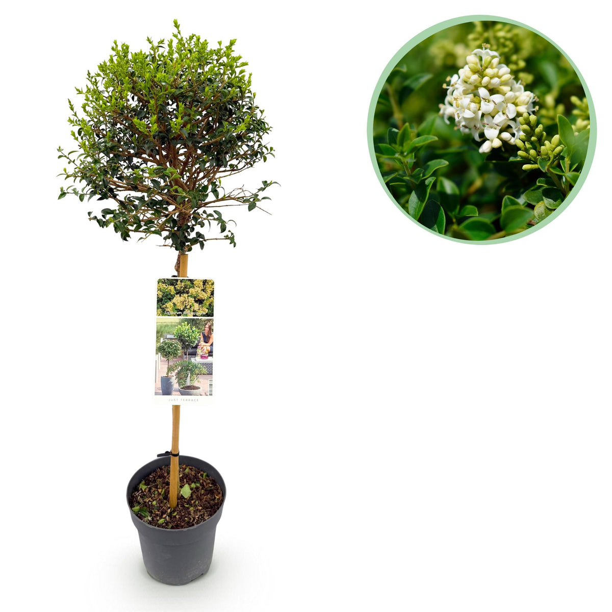 Ligustrum delavayanum, detail van het blad