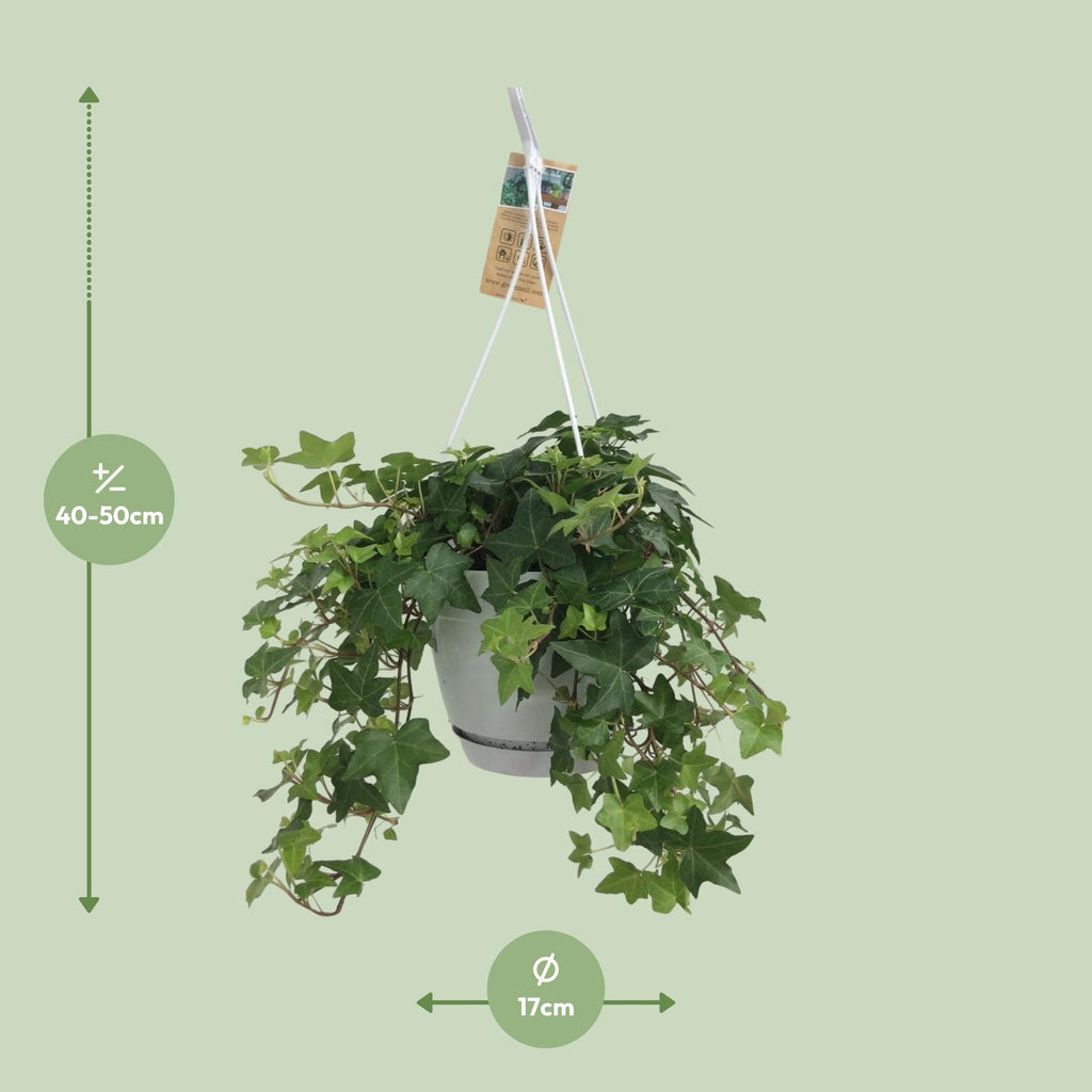 Detailfoto van Hedera Helix Groen - Hangpot Wit / Basic