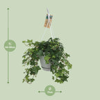Detailfoto van Hedera Helix Groen - Hangpot Wit / Basic