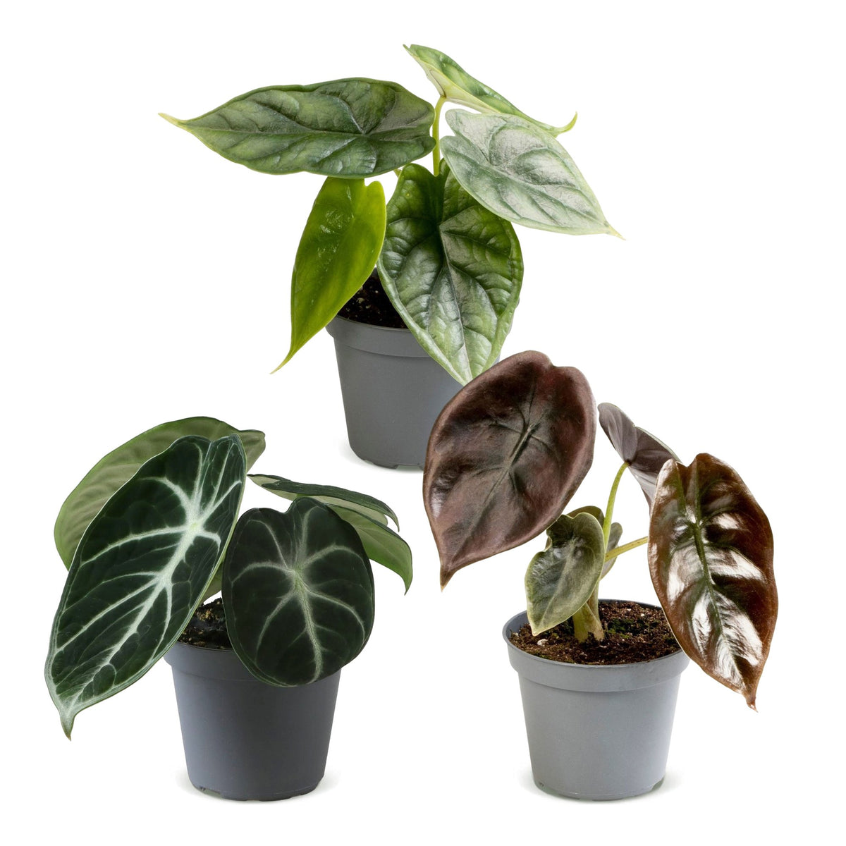 3x Baby Alocasia Tricolour - Rood - Groen - Zwart - Tropisch - Ø6cm - ↕12cm, detail van het blad
