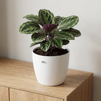 Productafbeelding van Pureplant