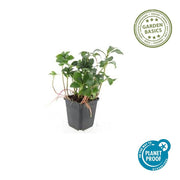 24x Pachysandra term. &