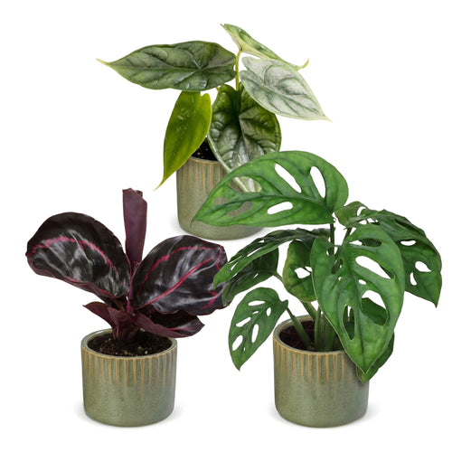 Productafbeelding van Pureplant