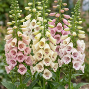 Vasteplant - Digitalis purp. Gloxiniiflora - Vingerhoedskruid - Schaduw - Wit-Roze - 12 Planten - Pot 11cm - Hoogte 15-25cm