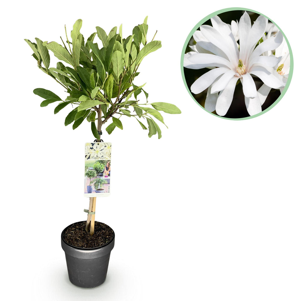 Magnolia stellata, detail van het blad