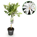 Magnolia stellata, detail van het blad