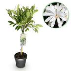 Magnolia stellata, detail van het blad