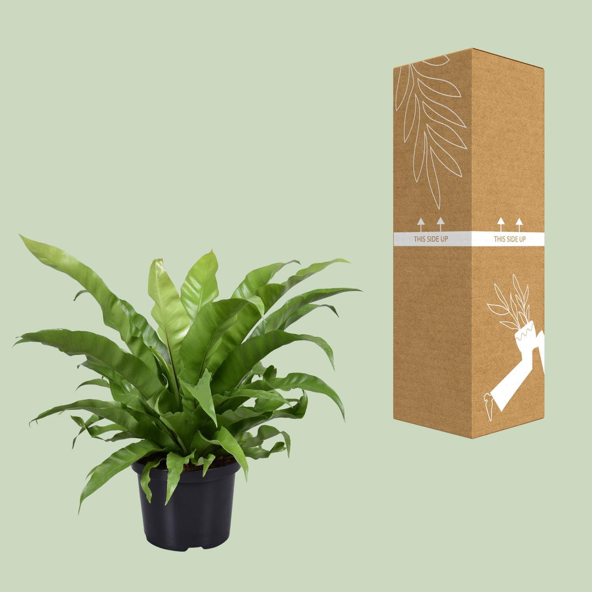 Detailfoto van Asplenium Antiquum