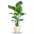 Strelitzia Nicolai met witte pot, detail van het blad