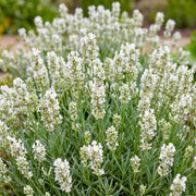 Lavandula ang. Hidcote - Lavendel - Geurend - Paars - 24 Planten