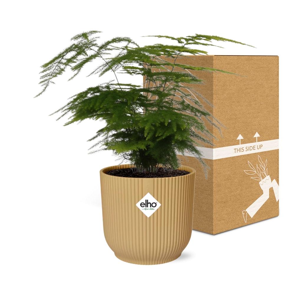 Detailfoto van Asparagus Setaceus ‘Plumosus’ in ELHO Vibes Fold 14cm geel