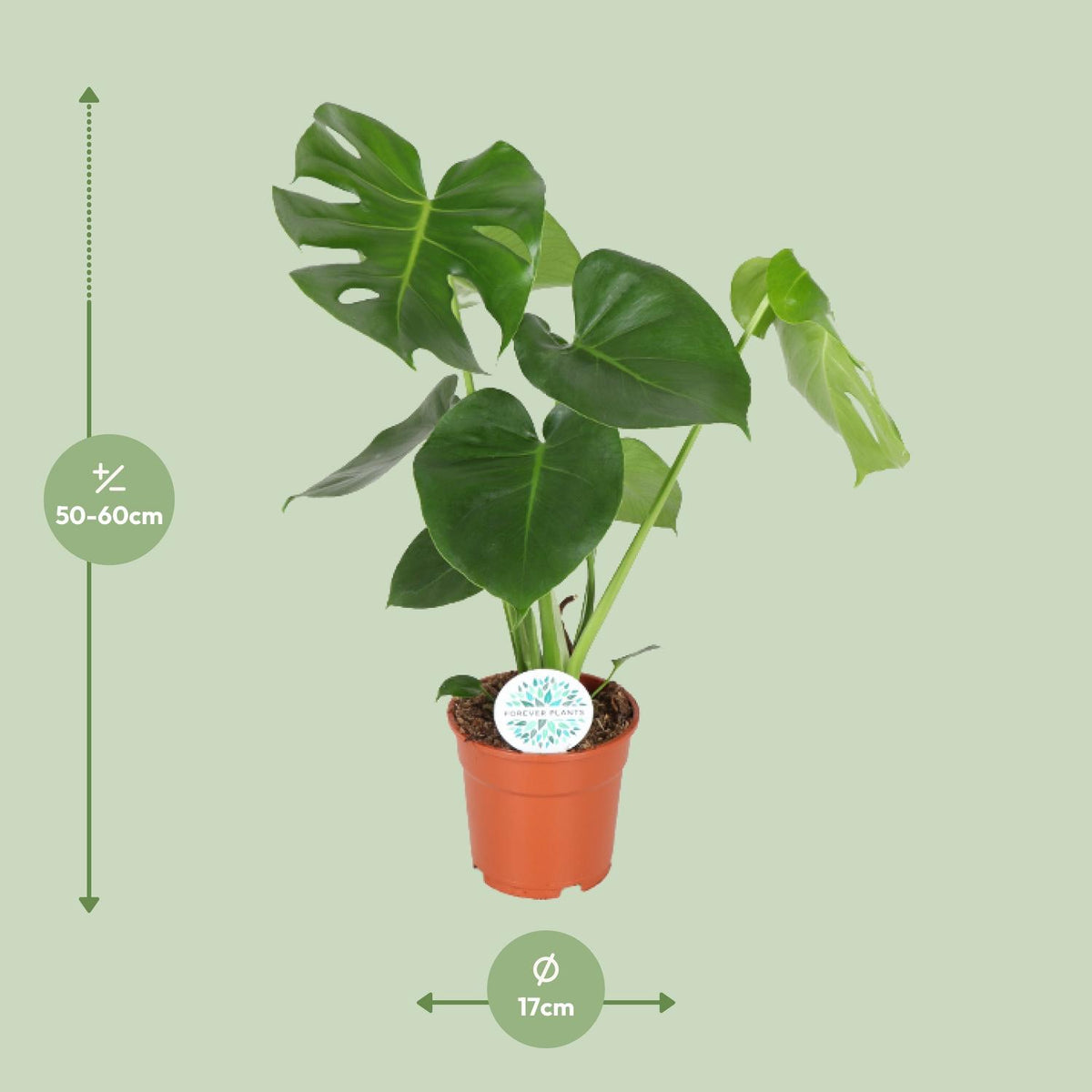 Detailfoto van Monstera deliciosa, gatenplant met glanzend blad, 55 cm hoog