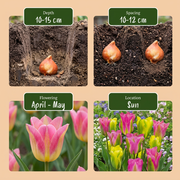 Tulp &