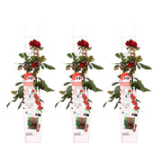 3x - Rosa Crazy in love &