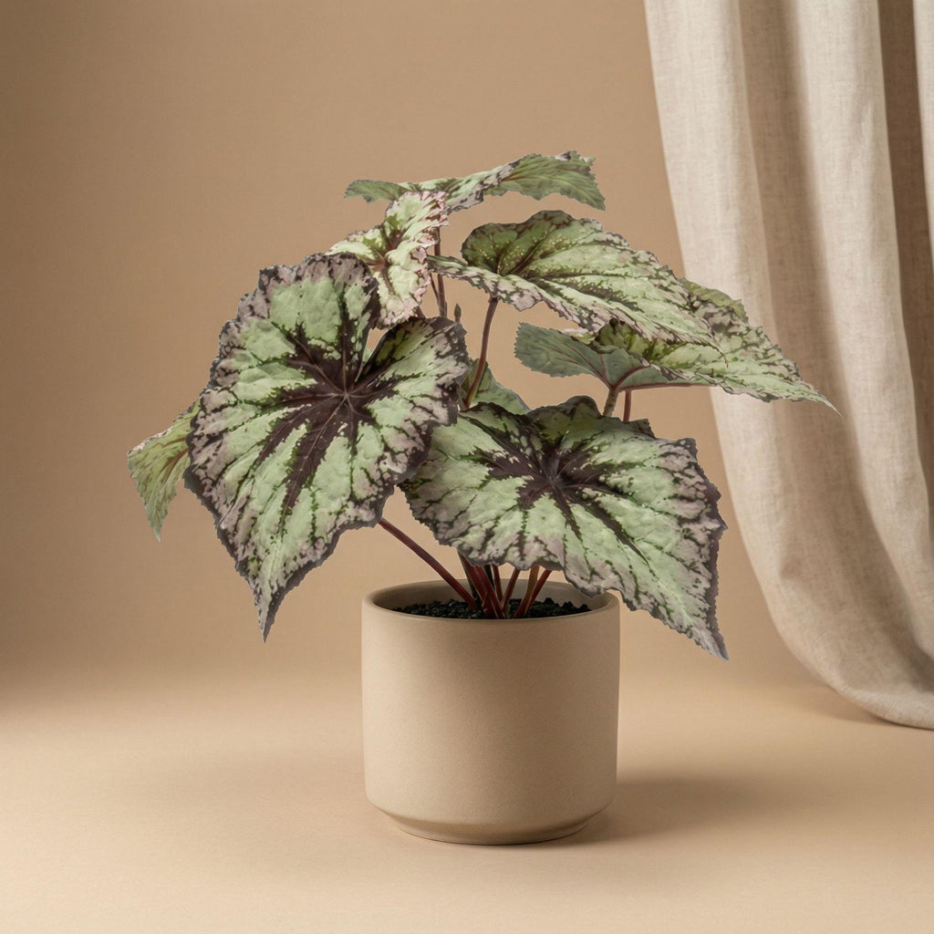 Begonia, kenmerkend blad