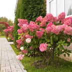 Hydrangea panniculata Vanille Fraise, plant in pot