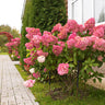 Hydrangea panniculata Vanille Fraise