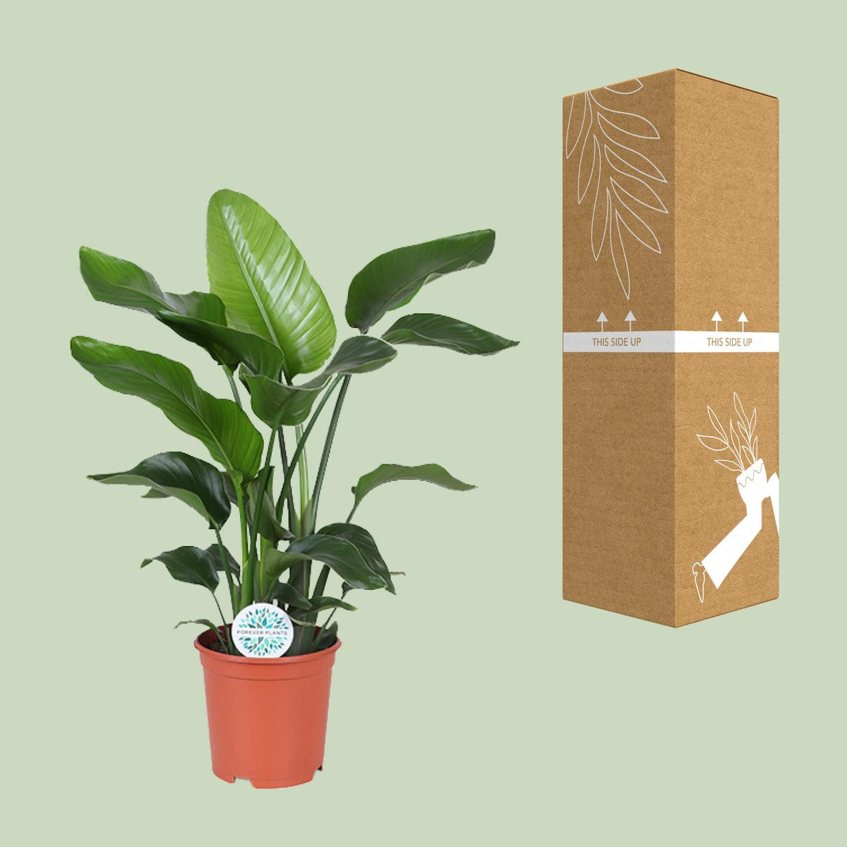 Detailfoto van Strelitzia Nicolai