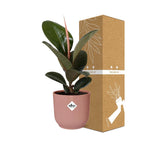 Detailfoto van Ficus Elastica ‘Robusta’ in ELHO Vibes Fold 14cm roze
