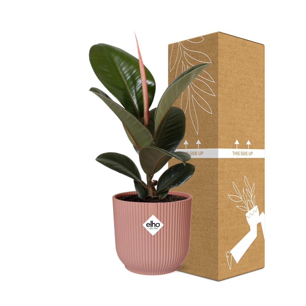 Detailfoto van Ficus Elastica ‘Robusta’ in ELHO Vibes Fold 14cm roze