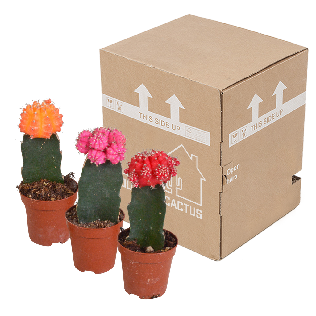 Euphorbia meloformis variegata - Gymnocalycium mix, kenmerkend blad