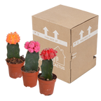 Euphorbia meloformis variegata - Gymnocalycium mix, kenmerkend blad