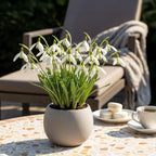 Galanthus Elwesii, plant in pot