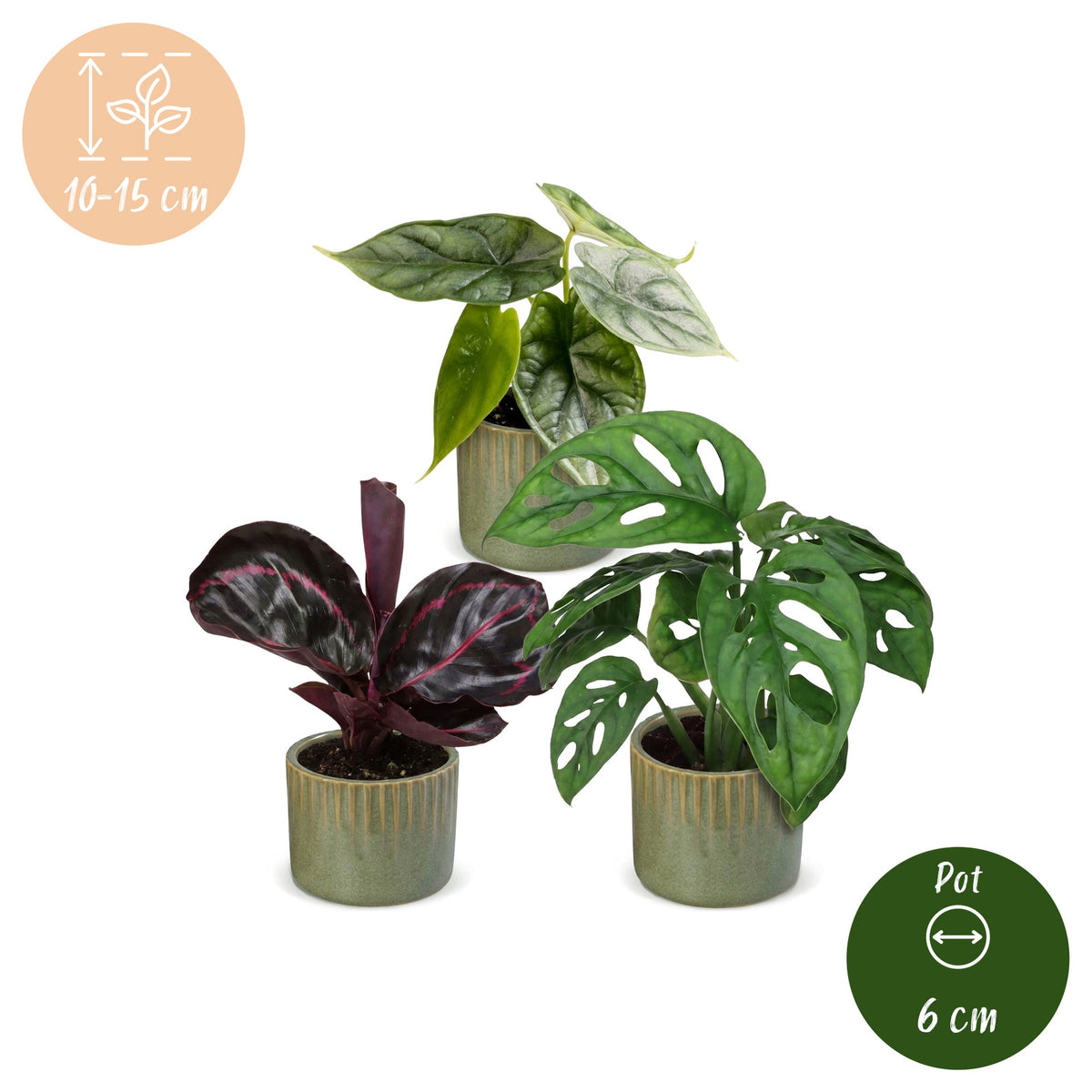 Productafbeelding van Pureplant