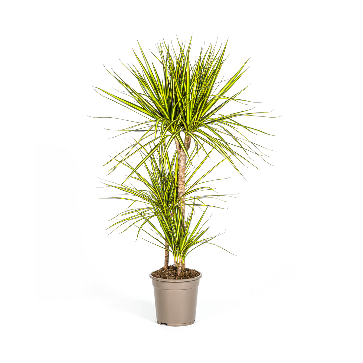 Dracaena Marginata Sunray, plant in pot